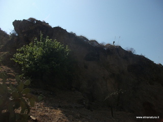 Cocolonazzo di Mola